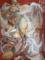 ~~*굵직굵직한 돌문어 손맛,씨알 굿 마리수 굿굿 좋아요~~(예약가능)*~~