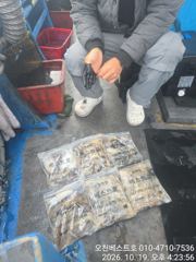 10/19일 오천 베스트호 갑오징어 쭈꾸미 출조조황
