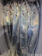 19일새벽 내만갈치 3지급~용가리급들 씨알끝내주고~!!미친손맛~!!(오늘 예약중)