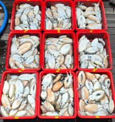 10/19 레전드호 갑오징어낚시 9人 조황