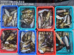10월 19일 무늬오징어(팁런) 조황입니다.