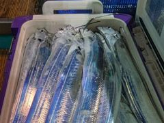 [거제블루]먼바다 갈치텐빈 초저녁부터 굵은대갈치 담그면올라오고 만쿨만쿨조황 오늘자리여유~~ 사진