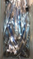 [진해] 10월 19일(월) 갈치 조황
