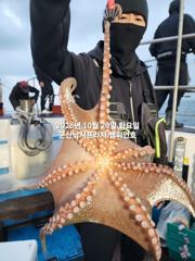 20일, 군산 가을 왕문어 ~덩치급 문어들 나오고 있어요~~실시간~군산낚시프라자 챔피언호