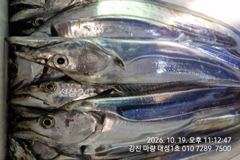마량 대성1호 20일 오늘 조황 대박입니다