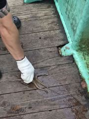 (오늘밤모집)돌문어 남녀노소 히트게임 어제편