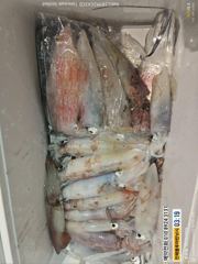 준내만갈치 )텐빈~오늘 입항조황및 한치(금요일/일요일 예약가능합니다)