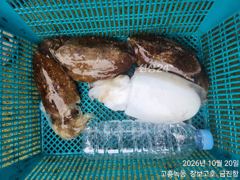 녹동돌문어 싸이즈좀보소~