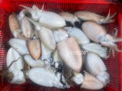 10월 20일 뉴순풍호 조황정보