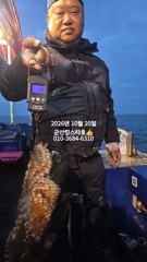 ■군산킹스타호(10/20)■문어 마무리 조황(두족류낚시는 군산킹스타호에서 ~)