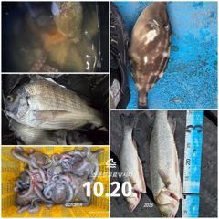 [경주] 10/20 오후 한타임 미터급 대삼치/대고시 쿨러조황! (수,목,금-예약중!)