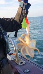[킵포인트호] 26년 10월 20일 주꾸미/갑오징어 낚시 조황