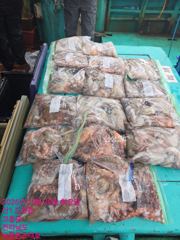 [협력선사]10월20일 고흥 녹동 보스선단 문어 조황 <23일(금) 고흥 녹동항 문어 이벤트 출조 자리여유!>