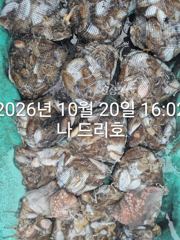 20일, 군산 갑오징어~싸이즈 굿~연이은 대박 굿조황~내일도 갑니다~군산낚시프라자 나드리호