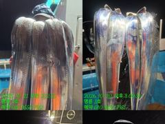 (14석통영명륜3호)왕갈치 쿨러 전원만땅 3시 조기철수 엄청나네요 고생하셨습니다(금요일부떠 예약가능)