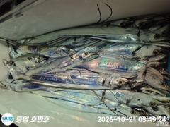 {통영호반호}쿨러그득 대갈치들~~금욜부터 여유~