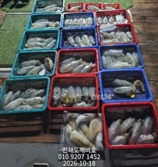 팁런무늬오징어 내만손맛보려오세요 오늘자리여유많습니다