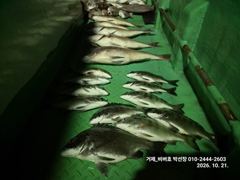[거제] "거제 비버호" 야간 감성돔, 참돔 마리수 조황(예약가능).