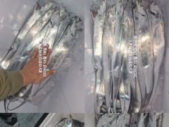 [진해] 내만갈치~왕갈치 잡으러~쿨러 채우러 갑니다~예약가능