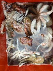 ~~*21일 굵직한돌문어 마리수 제법 잡고,4분조황입니다~~(예약가능)*~~