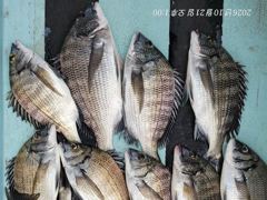 [마산] 진동 피싱스타 // 가을 감성돔 마리수 조황 (10/21)