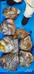 [사천] 21일 삼천포 돌문어 조황