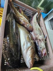 강원 고성 아야진 청룡호 대구 조황 꾸준한입질 일요일7만원에 모집