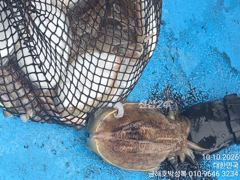 야간 문어는 오늘로써 종료 내일부터는 돼지뚱뚱이 왕갑오징어