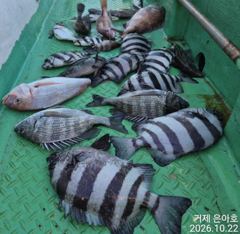 4대돔 마릿수 조황 [1]