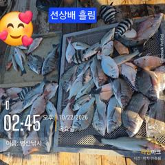 병산 감성돔 4짜외 마리수 선상배 &선외기 흘림~~