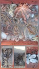 필~팍팍 필바다 두족류 다잡아 선상