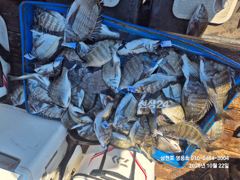 [사천] 금일 감성돔 4짜외 마리수 대박조황