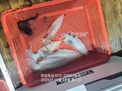 내만 갈치 출조 오늘 자리여유많음 준내만 텐빈 3지급 갈치 ,한치 100수 대박 조황!!