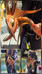 삼천포 팔포피싱호 주중 문어 잡으로 가실분 예약받습니다