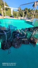 [통영] 통영한바다호ㅡ문어