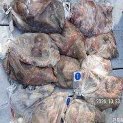 23일, 군산 왕문어 ~연일 계속되는 문어낚시~~매일출조~군산낚시프라자 스마트호