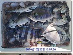 [부산] 진진-연일 쏟아지는 돌~돔! 그리고 참돔 부시리!!