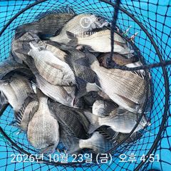 삼천포 내만권 감성돔