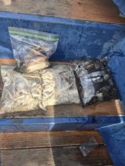 목감낚시[대천형배호] 23일철수 쭈 갑조황 잘 나왔습니다
