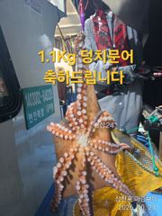 삼천포 마린보이 10. 23. 가을 야간문어 풍성하게 대박조황으로 다녀왔습니다.