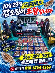 10월 23일 안흥청용호 갑오징어 조황입니다