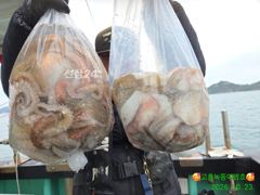 강풍에서도 문어 마릿수 나오네요