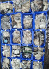 ●●10월23일 야간돌문어 조황입니다.에이스호●●