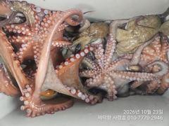 "돌문어" 2.3kg 1.6kg 1.3kg 외대물들 마릿수조황~^^(예약가능)