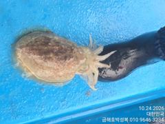 돼지뚱뚱이 왕갑오징어 구경하세요