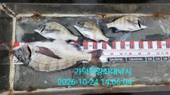 [부산] 가덕천성진양 오늘조항 20261024토