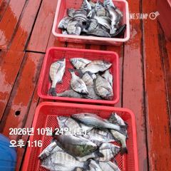 [부산] 골드피싱 선상감성돔 조항