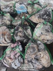 [무창포아파치호] 10월24일(토), 쭈갑 병행출조로 손맛보고 왔습니다~ㅎ 다음주 26일(월)부터 자리여유, 전화주세요~ 010-8422-0866