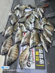 [마산] 진동(광암호) 2분 감성돔 34수 조황입니다