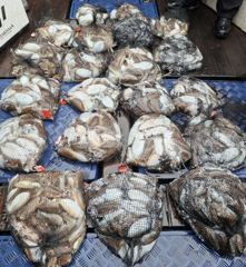 <뉴오리온호> 갑오징어 종일 마무리 조황(24일)-11월22일 팀원컵 갑오징어 대회~